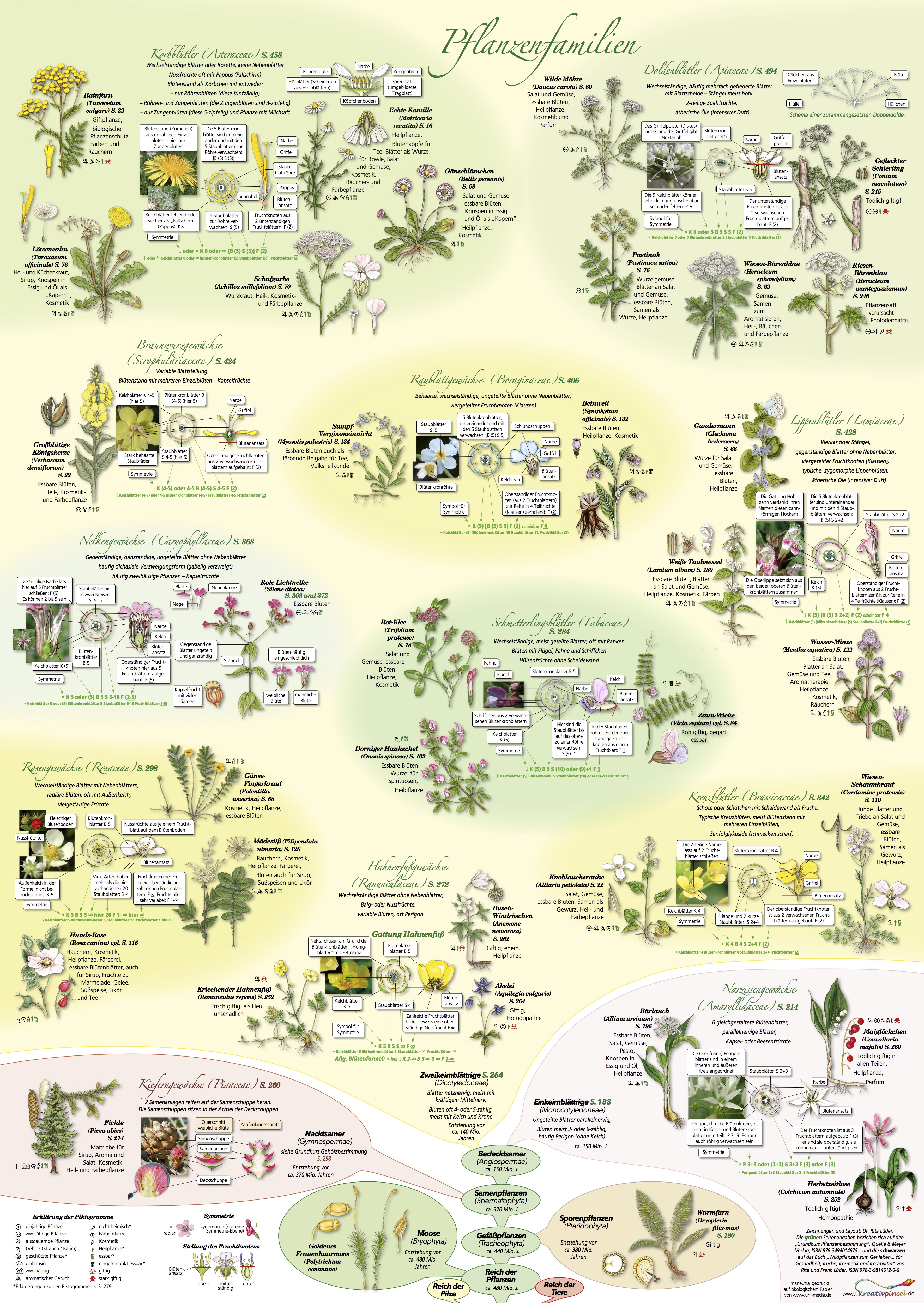 Poster Pflanzenfamilien (digital)